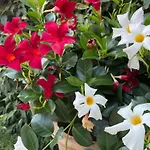 Σπίτι διακοπών Secret Garden Egle *