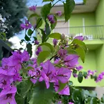 Σπίτι διακοπών Secret Garden Egle *